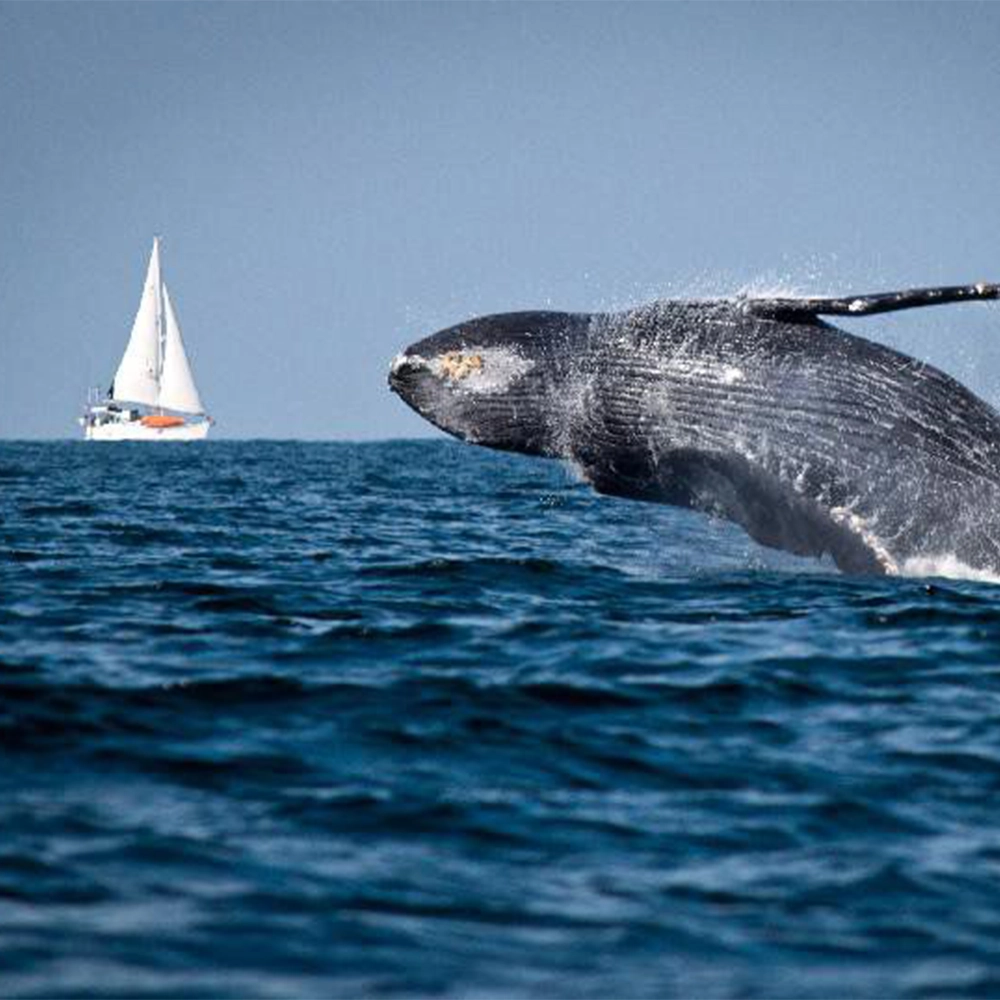 avistamiento de ballenas - desktop 2