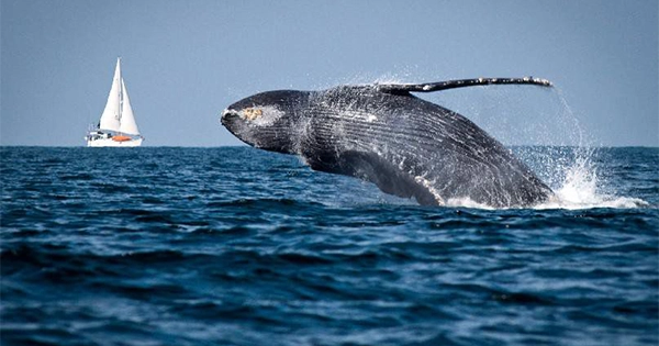 avistamiento de ballenas - mobile 2