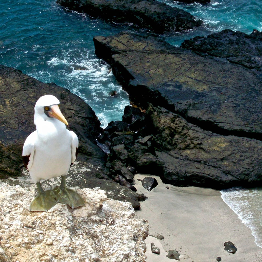isla de la plata 1 - ecuador - desktop