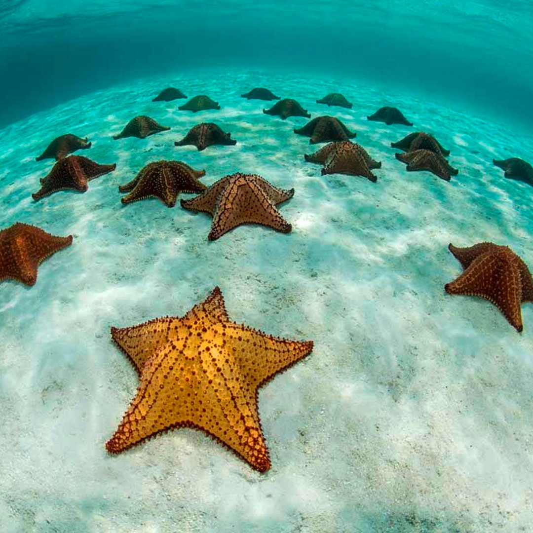 tour isla saona - desktop 2