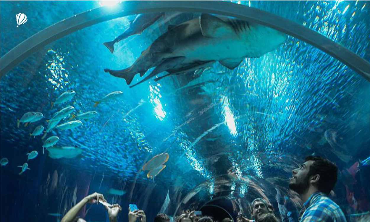 tarjeta Tour Boulevard Olimpico, Aquario y Museo da amanha-06